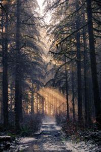 Winter Way