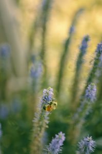 Speedwell Bee