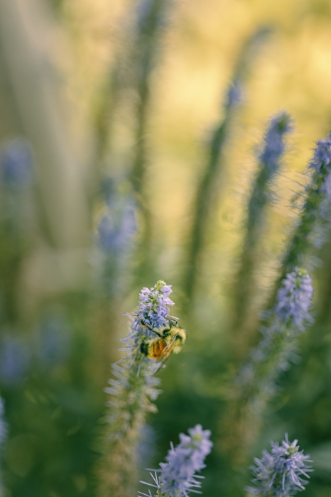 Speedwell Bee