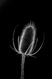 DP069-A-24x36