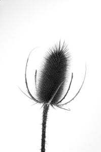 DP070-A-24x36