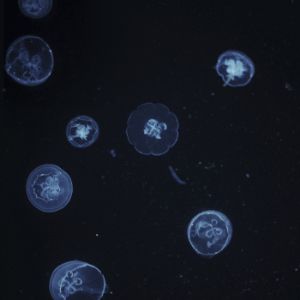 VC027-A 24x24