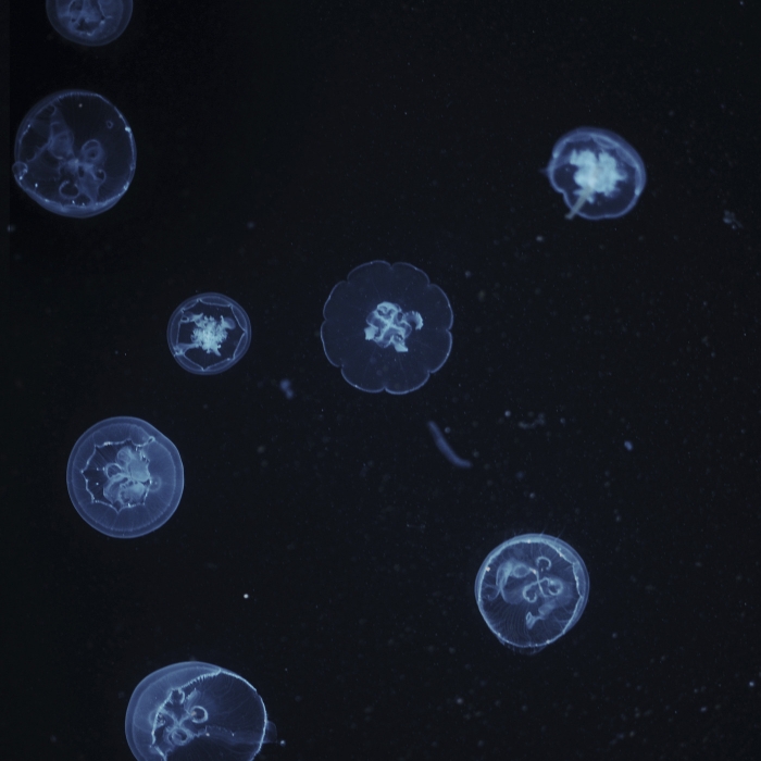 VC027-A 24x24