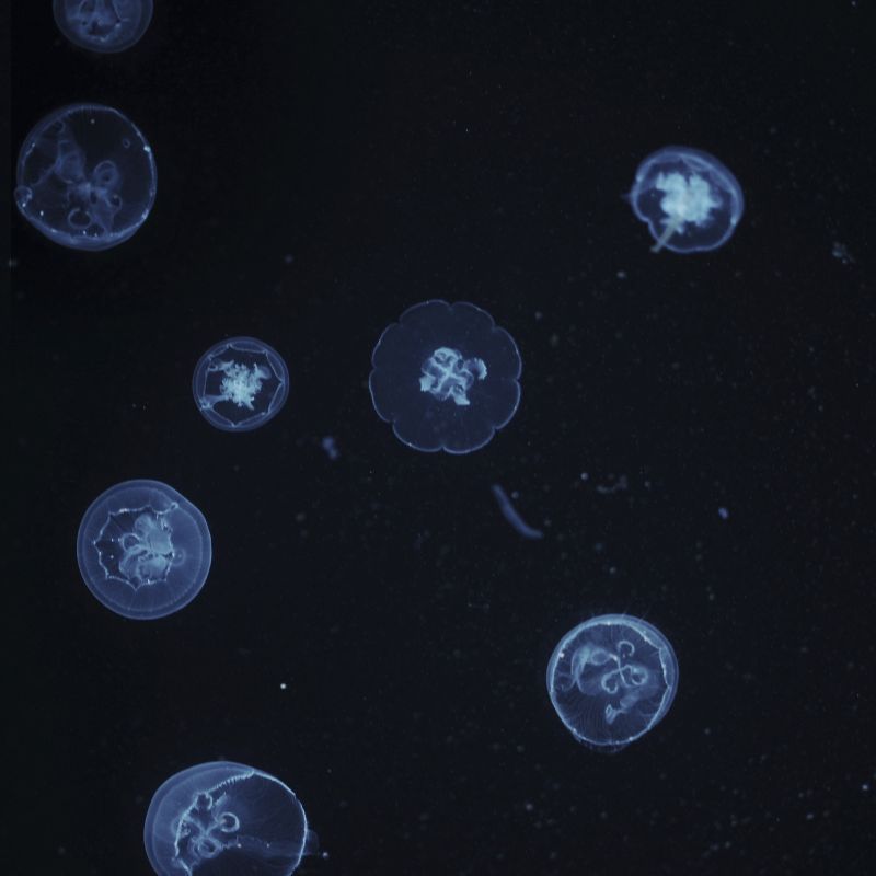 VC027-A 24x24